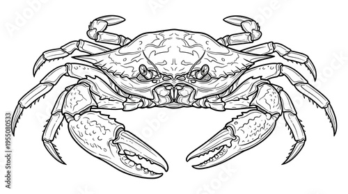 Detailed illustration of a crab.
