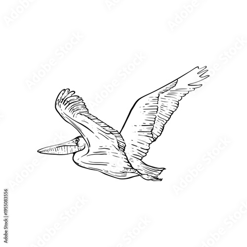 Hand drawn sketch of Flying pelican with smile face and bring happiness 