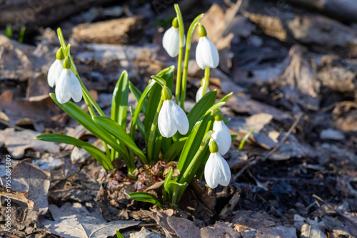 Close up of snowdrop flowers in early spring, white delicate blooms with green leaves in soft sunlight and shallow depth of field