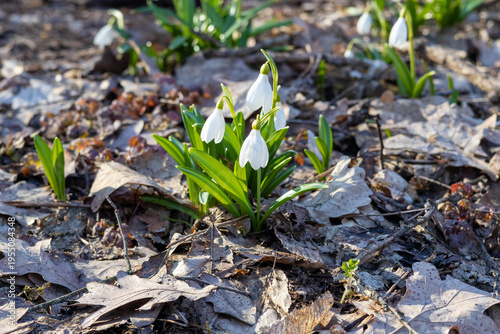 Close up of snowdrop flowers in early spring, white delicate blooms with green leaves in soft sunlight and shallow depth of field