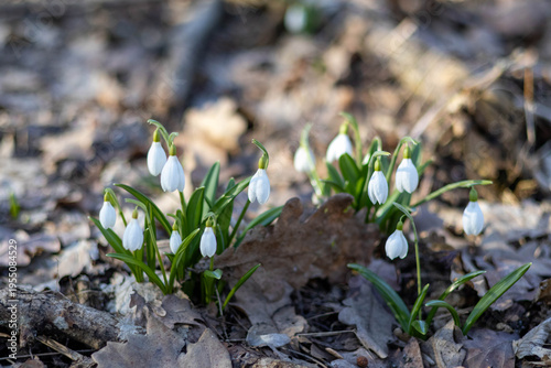 Close up of snowdrop flowers in early spring, white delicate blooms with green leaves in soft sunlight and shallow depth of field