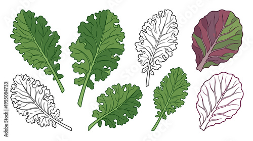 A line-art depiction of kale leaves in green and monochrome, accompanied by a fresh, colorful cabbage leaf outlined in vector form, highlighting a natural, organic vegetable rich in vitamins for