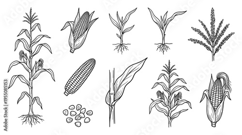 A collection of corn plants illustrated in black-and-white hand-drawn contours, presented as a vector illustration