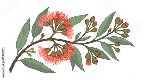 A blooming eucalyptus flower from Australia, featuring leaves and both open and closed buds, rendered hand‑drawn in a retro botanical style, presented as a colored vector image against a white