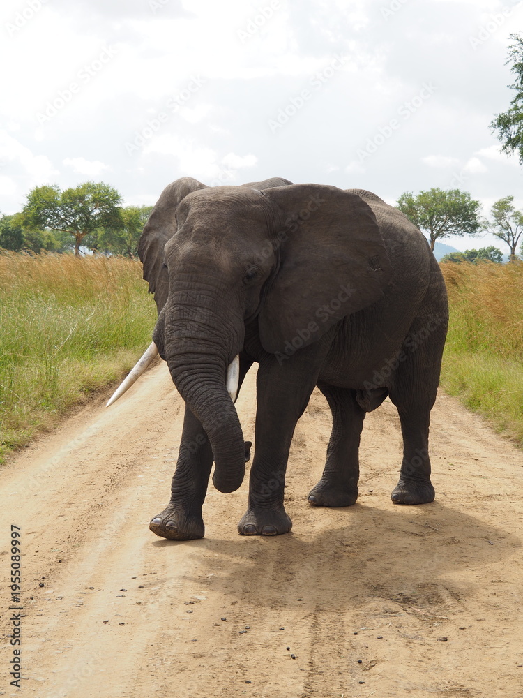 Obraz premium “Elephant Walking Along a Road in the African Savanna of Mikumi National Park, Tanzania” OLYMPUS DIGITAL CAMERA