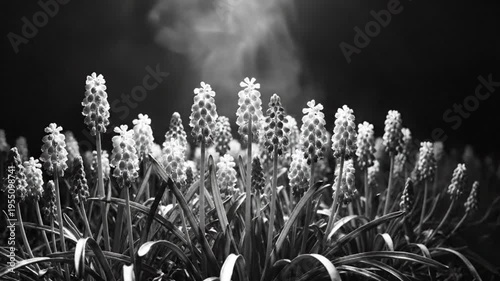 Black and white close up of grape hyacinths illuminated by sunlight against a dark background, calm nature scene