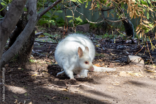 Obraz na płótnie White Albino pademelon in Bonorong Santuary, Tasmania