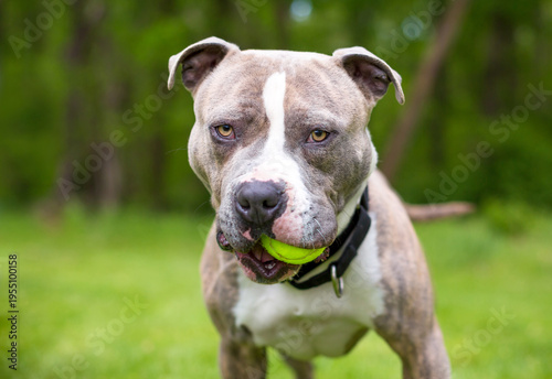 A Pit Bull Terrier mixed breed dog holding a ball in its mouth