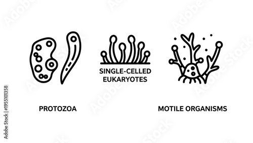 Biology icons: protozoa, single-celled eukaryotes, and motile organisms. microbiology and cell science concepts