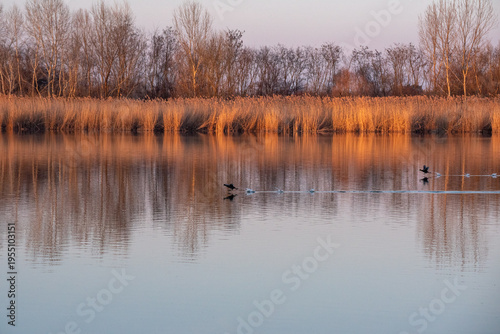 Golden reed reflection with ducks and coots on water at sunset