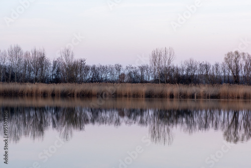 Reed reflection on calm water after sunset
