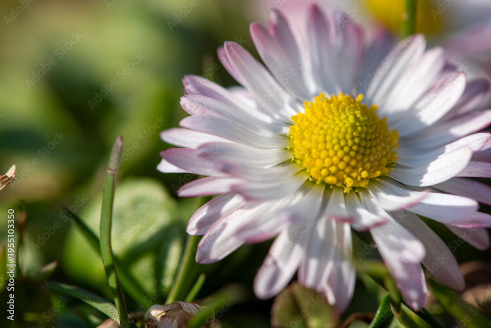 Obraz premium Close up of daisy flower from low angle in grass