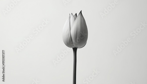 Single white lotus bud stands on dark stem against plain background. Delicate petals show fine texture. Minimalist botanical art shows purity and potential growth.