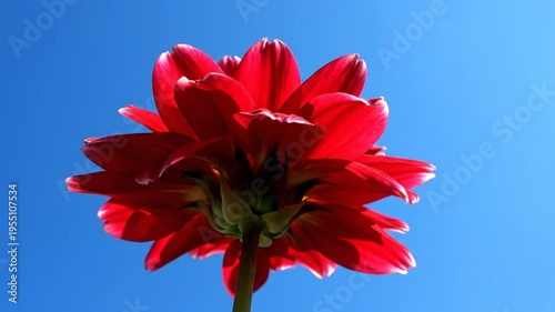 Low angle view of a vibrant red dahlia flower with white edges against a clear blue sky background