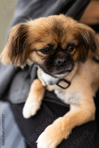 Detailed view of a pekingese dog with a short puppy haircut wearing a light beige harness. The dog is sitting safely and contentedly in its owner's lap with eyes closed. High quality pet portrait