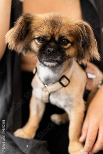 A close up portrait of a Pekingese dog with a black mask and tan fur. The dog is relaxing in a person's lap wearing a light colored harness with eyes closed showing a peaceful expression.