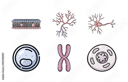 Cell Biology, Neuroscience, and Genetics Illustration Set with Neuron Cells, Chromosome, and Cell Structure