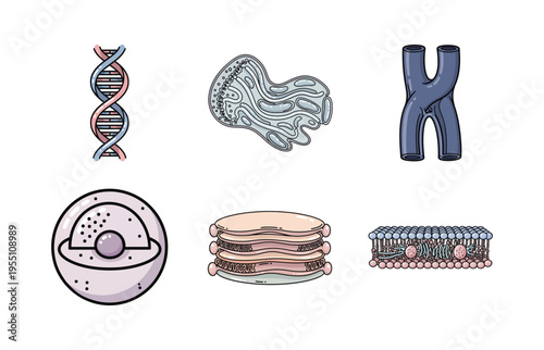 Molecular Biology and Cell Illustration Set with DNA Helix, Chromosome, and Cell Organelle Structure