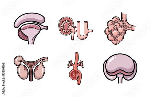 Human Organ Anatomy Illustration Set with Reproductive System, Kidney, Lung Alveoli, and Heart for Education