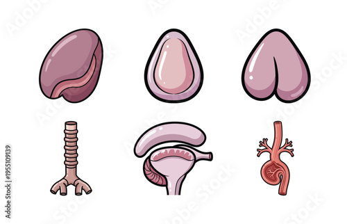 Human Organ Anatomy Illustration Set with Reproductive System, Kidney, Trachea, and Heart for Education