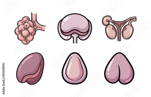 Human Organ Anatomy Illustration Set with Lung Alveoli, Reproductive System, and Internal Organs for Education