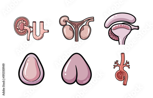 Human Organ Anatomy Illustration Set with Reproductive System, Urinary System, and Heart for Education