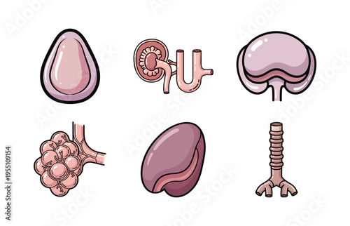 Human Organ Anatomy Illustration Set with Lung Alveoli, Kidney, and Urinary System for Education