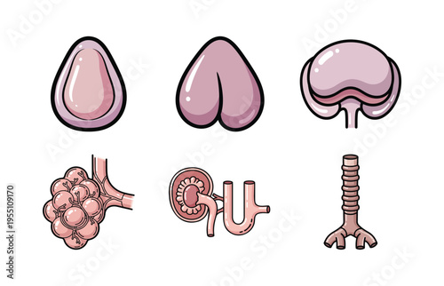 Human Organ Anatomy Illustration Set with Lung Alveoli, Kidney, and Urinary System for Education