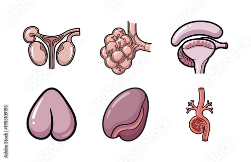 Human Organ Anatomy Illustration Set with Reproductive System, Lung Alveoli, and Kidney for Education
