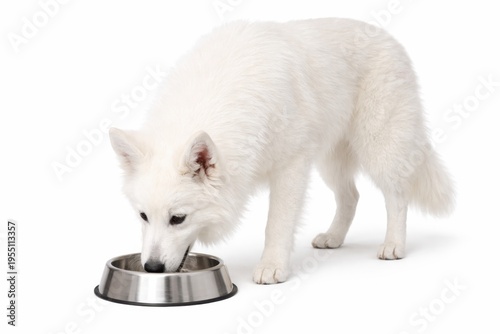 White fluffy dog eating from bowl isolated on white background