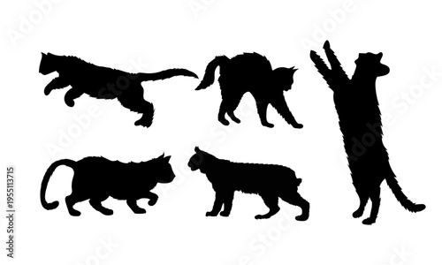 Photography Wild Cats Detailed Vector and Silhouette Set in Black and White Collection