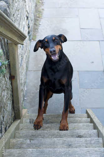 Black large dog looking up at owner