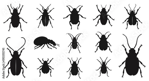 Set of Beetle Silhouettes Collection