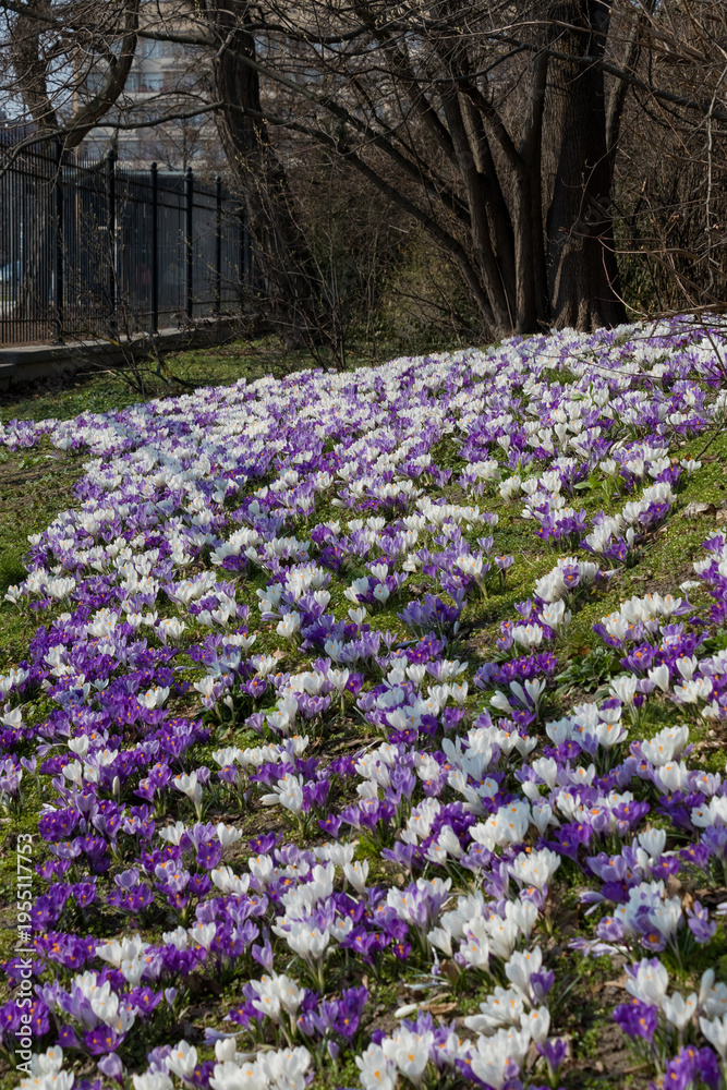 Naklejka premium Crocus vernus blooming in Lazienki Park, Warsaw. Beautiful white and purple spring flowers in Poland. Close-up vertical shot of saffron blossoms in a sunny garden, botanical nature background.