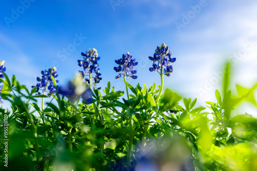 Bluebonnet Season - Texas bluebonnets are blooming everywhere from city to country side.