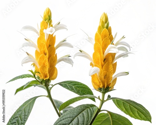 Pachystachys – Yellow pachystachys shrimp plant bracts with white tubular flowers, isolated on white background.