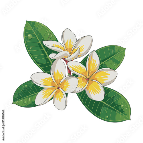 frangipani flower vector illustration isolated on white background