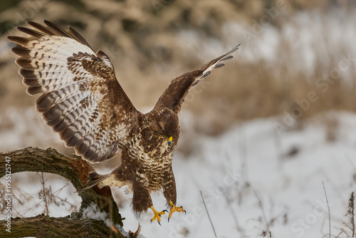 Common Buzzard king of the forest