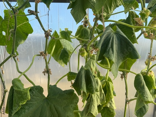 Φωτογραφία Withered cucumber vines droop in the greenhouse due to drought and lack of watering, showing signs of dehydration and stress under the intense heat