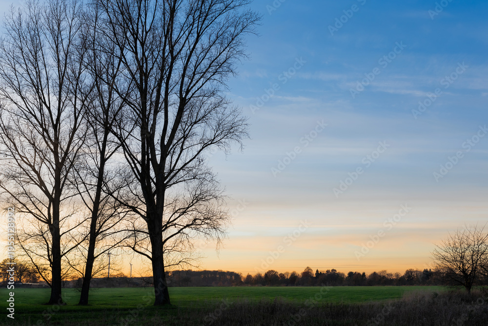 Obraz premium Trees against the sunset sky