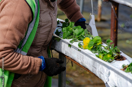 a woman working in spring planting strawberries 