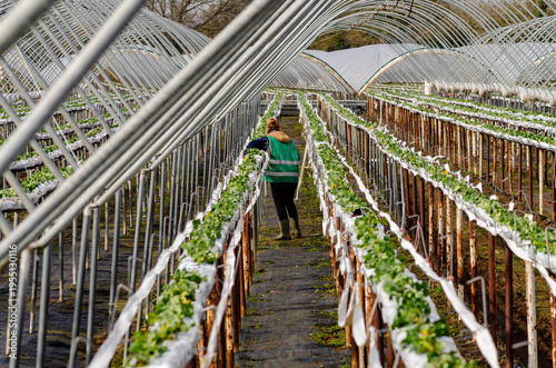 a woman working in spring planting strawberries 