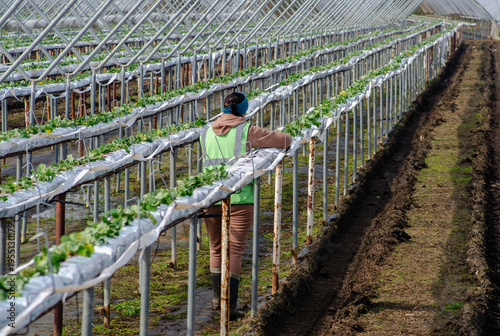 a woman working in spring planting strawberries 