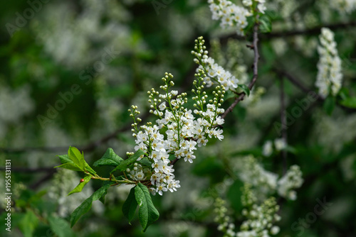 Delicate white spring blossoms cluster along a flowering branch surrounded by...