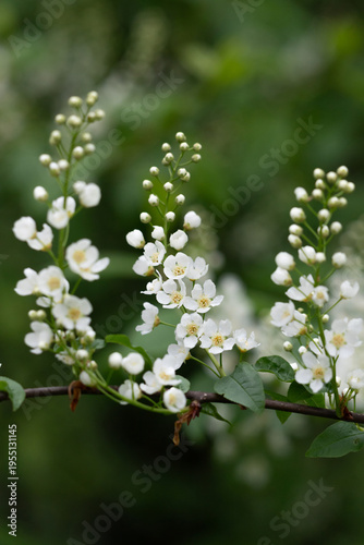 Delicate white spring blossoms cluster along a slender branch with fresh gree...