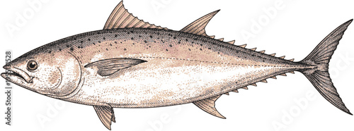 Vintage Hand-Colored Illustration of Tuna Fish Engraving Style