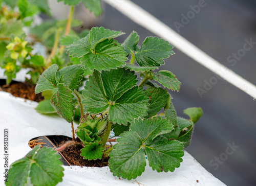 young strawberry seedlings planted in grow bags

