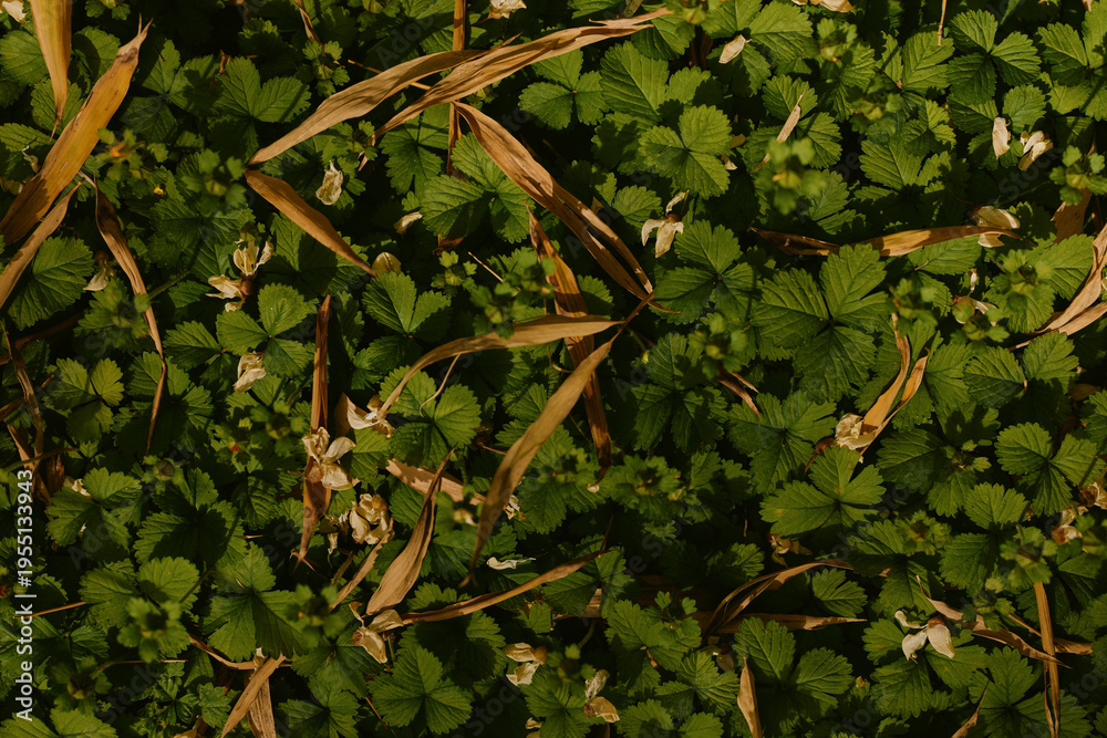 Obraz premium clover leaves ground green plants grass create a dense natural carpet with scattered dried blades and tiny flowers, closeup texture and pattern of foliage in outdoor nature setting