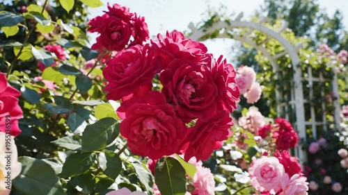 Beautiful close up of vibrant red, yellow, and pink roses blooming in a lush garden with an archway under a sunny sky