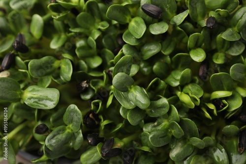 Fresh ripe microgreens as background, closeup view